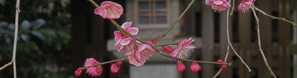 Pink plum blossoms in front of a stone lantern